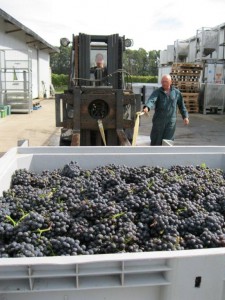 Pinot Noir grapes