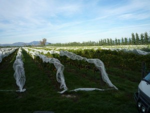 Pinot Noir Fraser Vineyard