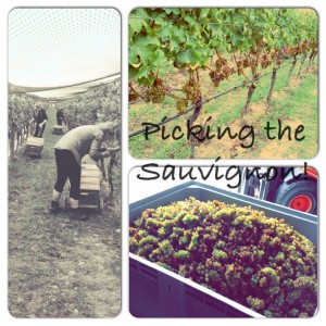 picking the sauvignon blanc
