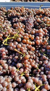 pinot gris